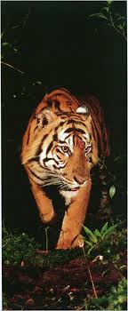 We did not find results for: Indonesia S Rainforests Biodiversity And Endangered Species Rainforest Action Network