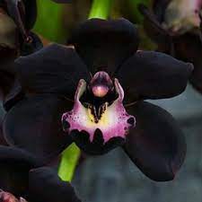 100 Pcs Black Cymbidium Faberi Orchid Flower Seeds Orquidea Negra Orquideas Flores Orquideas