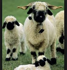 valais blacknose sheep sheep breeds cute sheep valais blacknose sheep