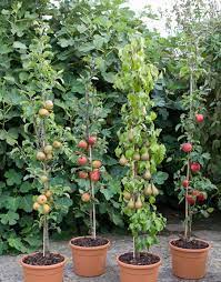 Apple and pear cordons are generally planted at an angle of 45° and trained to a height of 1.8 m (6 ft). Cordon Fruit Trees How To Get The Best Harvest From A Small Garden