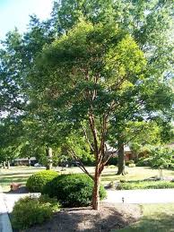 Paperbark Maple Planting Succulents Indoors Trees To Plant Garden Trees