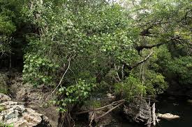 Image result for Mimusops obtusifolia