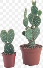 Prickly pear cactus fruit plant nature desert arizona. Prickly Pear Cactus Images Prickly Pear Cactus Transparent Png Free Download