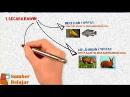 Check spelling or type a new query. Cara Perkembangbiakan Hewan Youtube