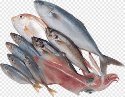 Kipper Sardine Fish Products Mackerel Oily Fish Fish Cdr Food Png Pngegg Download free fish png images.