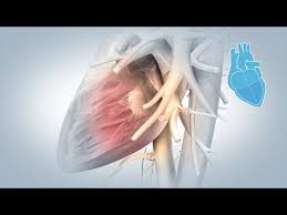 Busca millones de imágenes de corazon humano de alta calidad a precios muy económicos en el banco de imágenes 123rf. Anatomia Del Corazon Youtube