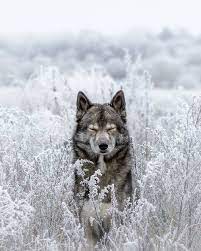 Wolves Are Beautiful Wolf Dog Animals Wild Animals Beautiful