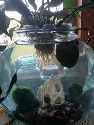 My Aunts Betta Bowl There S No Filter Because She Insists She S Doing Aquaponics It Literally Stinks Shittyaquariums