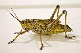 Serving edgewater and surrounding cities in central florida. Wilkie S Pest Control And Lawn Services Wilkie S Pest Control In Edgewater Florida
