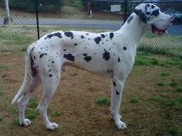 Find great dane in dogs & puppies for rehoming | find dogs and puppies locally for sale or adoption in canada : Pin On Adorable