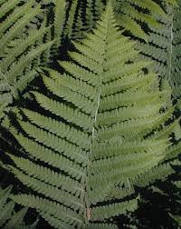 Image result for Deparia