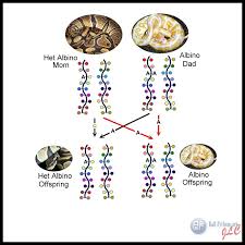 72 Unfolded Python Breeding Chart