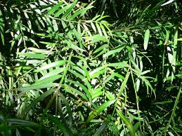 Image result for Afrocarpus