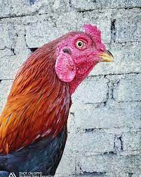 Dengan perbandingan 2 kg pakan menggunakan 1 kg umbi talas atau daun talas, ½ kg beras dan ½ kg dedak. Alhamdulillah Bapak Baru Masuk Ayam Baka Besar Farm Facebook