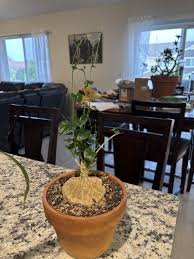 Image result for Kedrostis africana