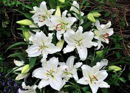 Availability Oregon Flowers