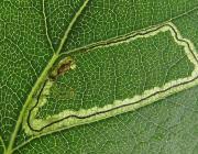 Image result for Stigmella lapponica