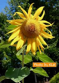 Common and botanical names of flowers listed alphabetically by their common name. Flower Names In Korean Korean Language Blog