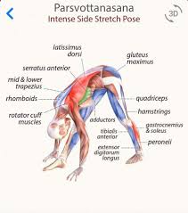 Parsvottanasana Yoga Anatomy Ashtanga Yoga Yoga Muscles