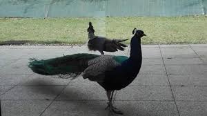 Petronille Un Second Paon A La Maison Saint Julien Du Mans Le Mans Maville Com