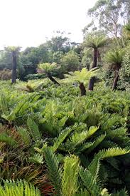 Image result for Blechnum punctulatum