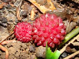 Image result for Balanophoraceae