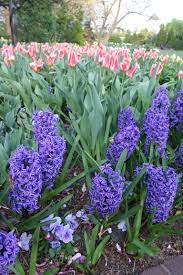 Some good perennial companions are sedum, coreopsis, thyme, cranesbill. Spring Blooming Bulbs In Perennial Systems The Gateway Gardener