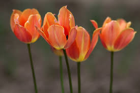 Berikut sanggup anda lihat beberapa koleksi sederhana denah gamabr bunga tulip yanglayak anda simpan dan dijadikan media mewarnai gambar yang. Tulip Bunga Mewarnai Foto Gratis Di Pixabay