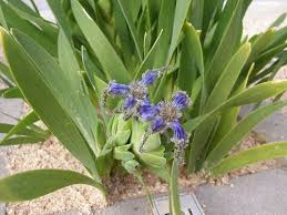 Image result for Ferraria