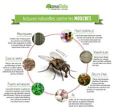 Astuces Naturelles Pour Repousser Les Mouches Le Vinaigre L Ail Le Basilic Etc Astuce Naturelle Contre Les Mouches Repousser Les Mouches