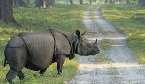 What Animals Live In Asia Most Endangered Animals Javan Rhinoceros Animals