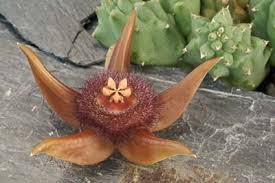 Image result for Duvalia polita