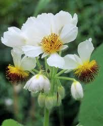 Image result for Sparrmannia africana
