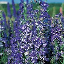 Larkspur Blue Spire Delphinium Larkspur Organic Vegetable Seeds