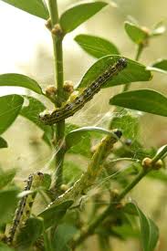 Image result for caterpillar box tree moth inside buxus plant