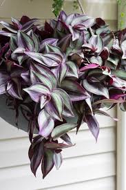 How To Care For A Wandering Tradescantia Zebrina Plant Hanging Plants Wondering Jew Plant Plants