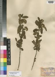 Image result for Haumaniastrum dissitifolium