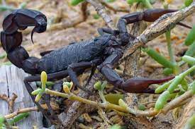 We did not find results for: 10 Most Dangerous Predators In North America