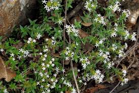 Image result for Otiophora