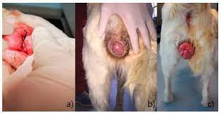 Animals | Free Full-Text | Management of Vaginal Hyperplasia in Bitches by  Bühner Suture