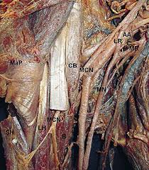 Tagged with art, study, anatomy; Anterior View Of Right Arm Map Major Pectoral Muscle Cb Download Scientific Diagram