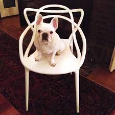 Frenchie On Kartell Masters Chair Kartell Masters Chair Masters Chair Kartell