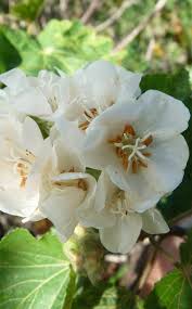 Image result for Dombeya acutangula