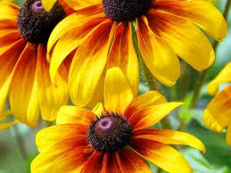 A Complete Guide To Growing Rudbeckias Lovethegarden