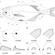 Image result for Hartliella