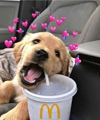 Susslich Welpe Hund Tier Haustiere Susslich Welpe Hund Tier Haustiere Animalwallpaper Farmanimals Haustier In 2020 Dog Tumblr Cute Animals Cute Dogs