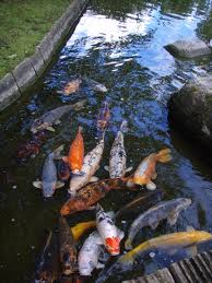 Japanese koi japanese garden design japanese gardens japanese style zen gardens japanese landscape water gardens traditional japanese carpe koi. Japanese Water Gardens Photo