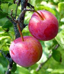 See step 1 to learn how to prune your plum tree to encourage it to grow strong and beautiful. Plum Tree Pruning Diseases And Care For Plum Trees