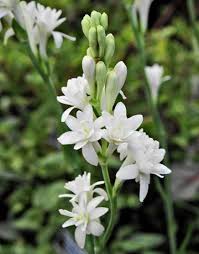 11 Fragrant Night Blooming Flowers That Will Make Your Evenings So Much Lovelier Night Blooming Flowers Blooming Flowers Fragrant Plant