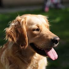 Maybe you would like to learn more about one of these? Cutting A Golden Retriever S Hair Step By Step Guide
